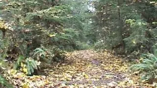 The Road Not Taken by Robert Frost