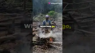 The impact of deforestation and ways to support reforestation.