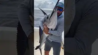 Atlantic Sailfish Lights Up at Boatside