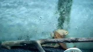 Crazy Albino Sucker(pleco) trying to eat live oscar fishes #attacking #dangerous #dangerousfish
