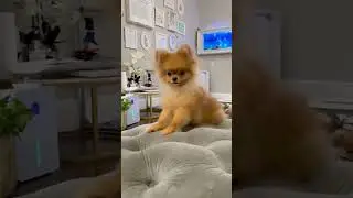 Red & Rare micro teacup Pomeranian (2.3 lbs. fully grown!) #tinydog