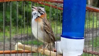 TICO-TICO CANTANDO vs TICO-TICO solto esquente seus TICO-TICO com essa disputa de território!