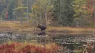 Moose Encounter at Haliburton Forest