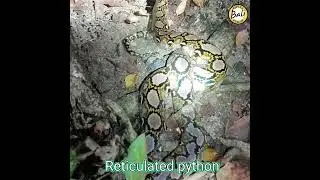 Reticulated python - Malayopython reticulatus - Ular sanca kembang - Released by Gung Adi