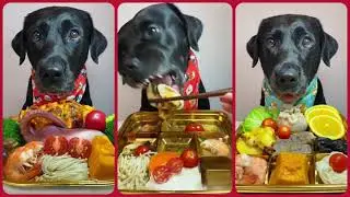 Decoding Dog Dishes: Unmasking the Secrets of Canine Mealtime NoisesEP no. 25