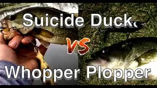 Highway Bassin' Wisconsin-Illinois | Whopper Plopper v Savage Gear Duck