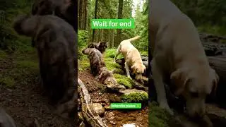 wait for end #cat #viral #cute #funny #video #viralreels #reels #cartoon #funnyreel #funniestvideo