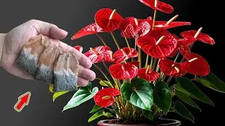 Put 1 Bag At The Base! Anthurium Explodes With Lots Of Beautiful Flowers!