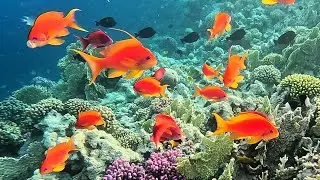 Sea goldie (Pseudanthias squamipinnis) orange basslet, lyretail anthias, scalefin anthias (4K)