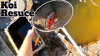 1 minute koi fish rescue/ rehome #koifish