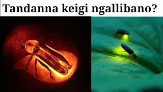 Tandan na ngalibagi maram? ||Manipuri||Why fireflies glow?