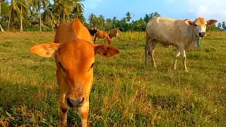 Shepherd's Cows Roaming in the fieldsGreen grass - The sound of cows in the village ‼️