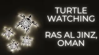Turtle Watching at Ras Al Jinz