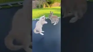 A Kitten Jumping on a Trampoline with Her Bunny Friend #babyanimals #kitten #bunny #pets #cutepets