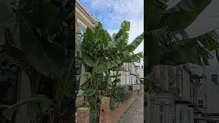 Лондон.  Банановое дерево. Пальма. Тихая улица.London. Banana tree. Palm tree. Quiet street.