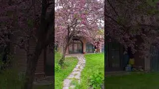 Our very own #hanami in #piemonte #italy #spring#primavera#sakura #cherryblossoms