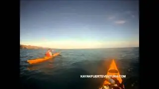 Dolphins hunting flying fish. Watching while sea kayaking.