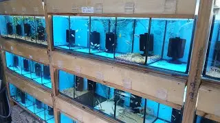 Voltei na Feirinha de Peixes de Recife 🐟 | Veja os Pre&ccedil;os e os Peixes