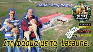 Πρόβατα  Lacaune!