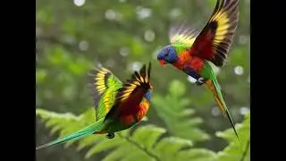 lorikeets dancing