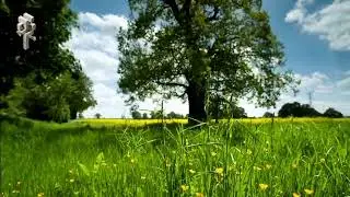 Beautiful countryside meadow during summer with trees, grass and little 