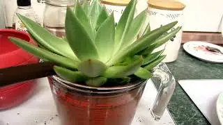 How To Water A Difficult To Water Plant
