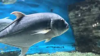 UNDER WATER WONDERS IN MANILA #viral #trending #ytvideo #travel #nice