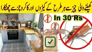 How to kill Cockroaches in Kitchen | Safe and Effective Remedy to kill Cockroaches in Home