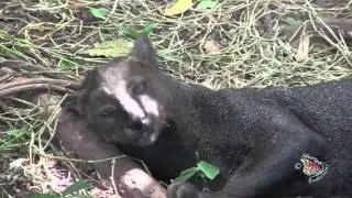 The Jaguarundi-A Latin American Wild Cat