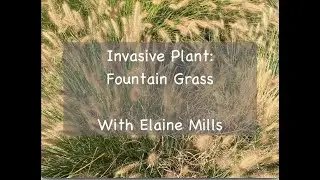 Invasive Plant: Fountain Grass