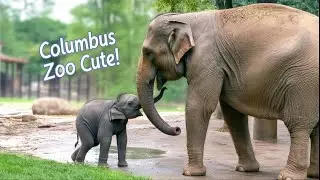Columbus Zoo Shares Heartwarming Video of Baby Elephant and Mom Sunny &ndash; Must See!