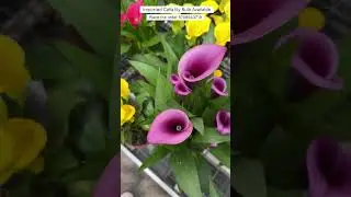 Rare Imported Calla Lily Bulb Online Sale 🔥 #callalily #flowers #plants #garden