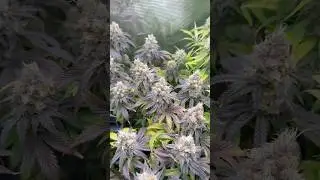 Ethos Lemon Cherry Pie nearly done #autopot #shorts #indoorplants