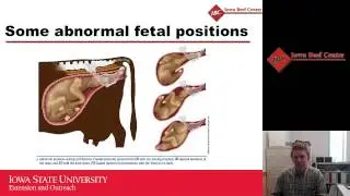 Calving Management in First-Calf Heifers and Beef Cows