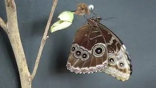 Blauer Morpho - Himmelsfalter,   Blue Morpho-Sky Butterfly