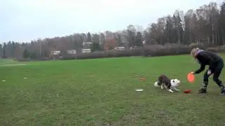 Kamila and Jo-Jo teaching Dog Frisbee