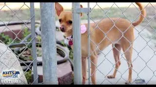 KHTS Holiday Pet Safety Tips: 4th Of July - KHTS Features - Santa Clarita