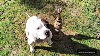 National Dog Fighting Awareness Day 2024