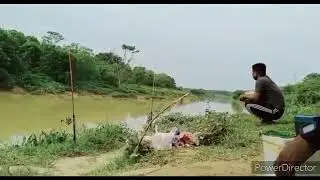 pacu dengkil