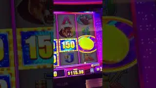 Hyper link Buffalo Mega Spin Bonus