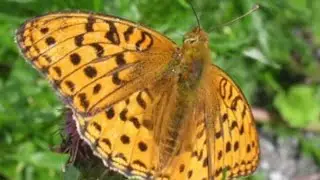 High brown fritillary