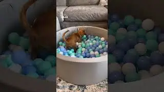Puppy enjoys getting lost in its very own ball pit