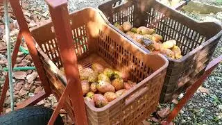 Обход местных руин и сбор франгосико ( опунции)