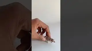 Animal Toys | So Satisfying #unbixing #wildlife #animaltoys #shorts #toys