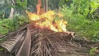 Peaceful Coconut Garden Cleanup | Traditional Village Life in Nature