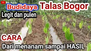 CARA BUDIDAYA TALAS BOGOR HASIL MEMUASKAN / taro cultivation
