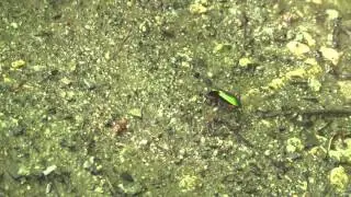 Chrysocarabus auronitens
