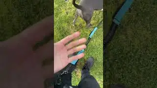 Game-changing hands-free dog leash for walks