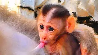 Baby Monkey Joyfully Drinks Milk While Mama Relaxes &mdash; Peaceful Shelter Moment 🐒