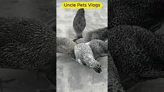 My rooftop birds cage | Domestic Birds | My pets | Golden Misri | Uncle Pets Vlogs